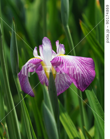 Japanese iris 90174869