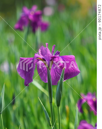 Japanese iris 90174872