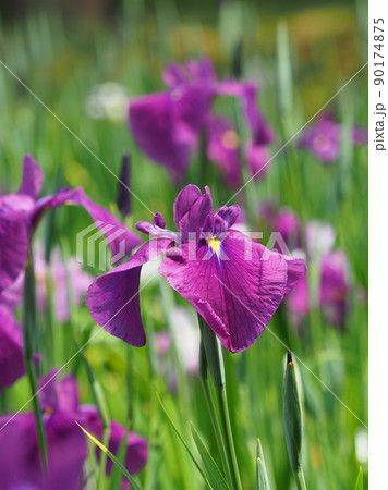 Japanese iris 90174875