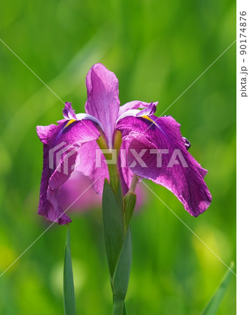 Japanese iris 90174876