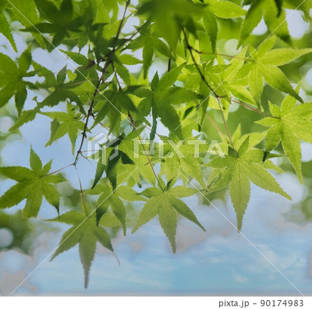 楓の夏、万緑を成す。 楓の夏、万緑を成す。 90174983