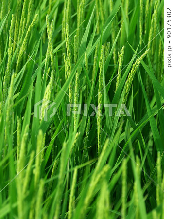 農業イメージ(稲作) 農業イメージ(稲作) 90175302