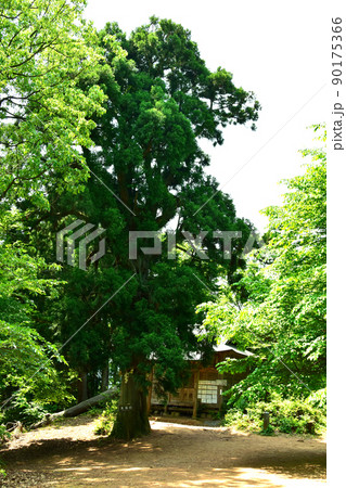 文殊山【泰澄大師,深田久弥ゆかりの山】小文殊 越前文殊 天狗杉 文殊山【泰澄大師,深田久弥ゆかりの山】小文殊 越前文殊 天狗杉 90175366