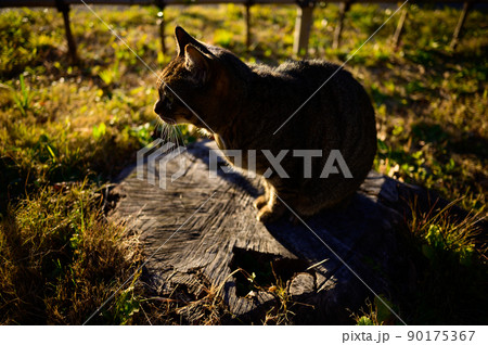 夕暮れのキジトラ猫 夕暮れのキジトラ猫 90175367