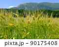 実り始めた山間部の麦畑 90175408