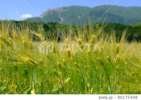 実り始めた山間部の麦畑 90175408