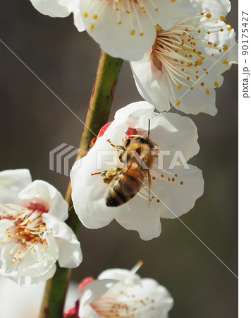 梅とミツバチ(撮影：太宰府) 90175427