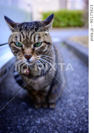 駐車場のキジトラ猫 90175623