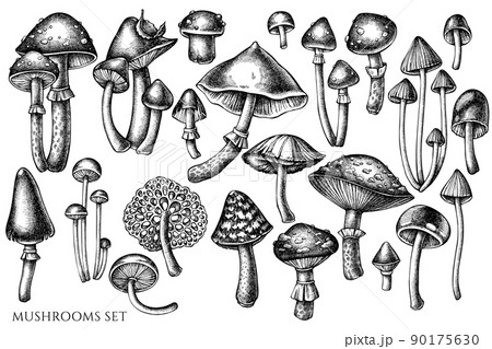 Forest mushrooms vintage vector illustrations collection. Black and white mushrooms. Forest mushrooms vintage vector illustrations collection. Black and white mushrooms. 90175630
