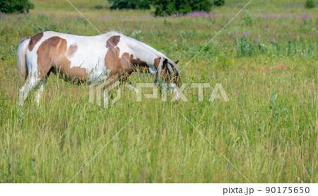 Horses at green pastures of horse farms withered grass 90175650