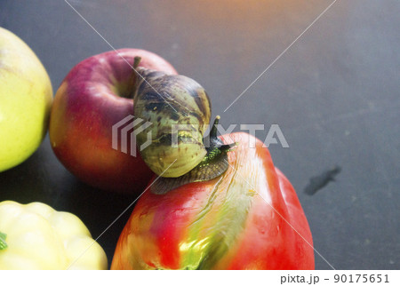 giant snail crawls from Apple to sweet pepper 90175651