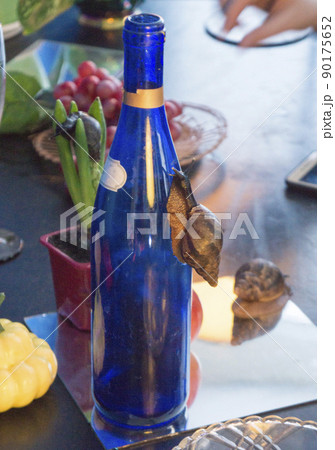 giant snail Achatina crawling on blue bottle in the background of hyacinth and grapes 90175652