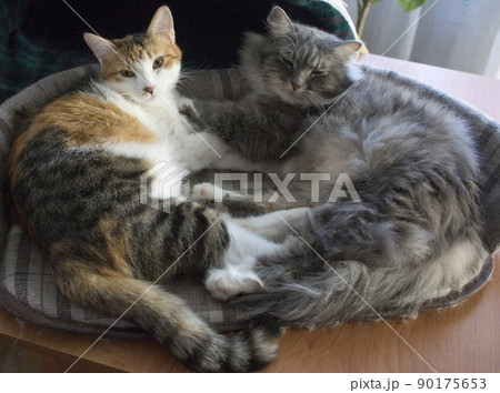 silver and tricolour cats, mom and daughter animal love cat sleeping with her daughter 90175653