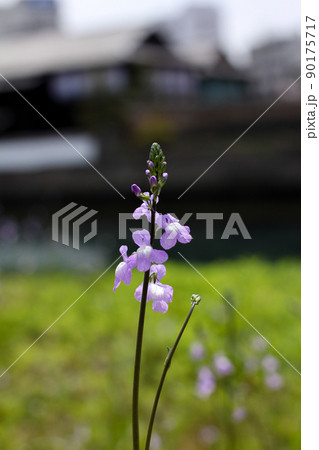 春の花 マツバウンラン 松葉海蘭 春の花 マツバウンラン 松葉海蘭 90175717