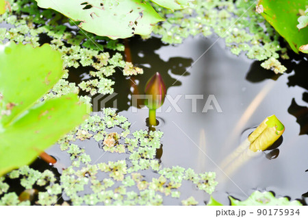 budding lotis and Azolla, Duckweed or Lemna minor or Lemna perpusilla Torr or Lesser duckweed .or Lemna trisulca budding lotis and Azolla, Duckweed or Lemna minor or Lemna perpusilla Torr or Lesser duckweed .or Lemna trisulca 90175934