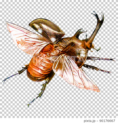 Realistic watercolor-style beetle illustration 90176667