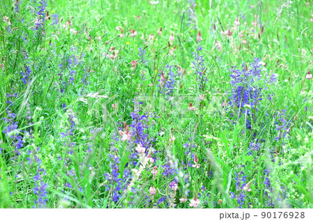 山道の法面に咲く雑草の花（スイス） 90176928