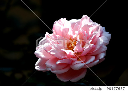 ピンクの薔薇 90177687