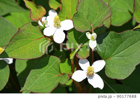陽ざしに輝くドクダミの白い花 90177688