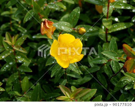 雨上がりのヒペリカム(日かげに咲いた金糸梅の黄色い花) 雨上がりのヒペリカム(日かげに咲いた金糸梅の黄色い花) 90177810