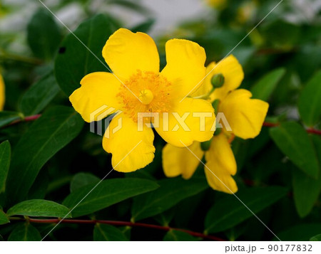 ヒペリカムの花のクローズアップ（日かげに咲いた金糸梅の黄色い花） 90177832