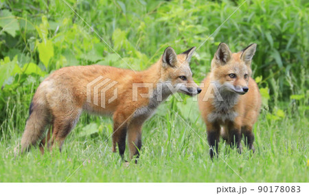 Young red foxes playing in the grass with green foreground and background 90178083