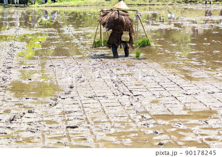 〈島根県〉入間花田植え　稲苗を運ぶ男性 90178245