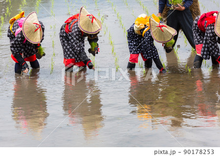 〈島根県〉比田の花田植え 90178253