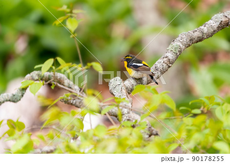 樹木の枝で鳴く夏鳥のキビタキ 樹木の枝で鳴く夏鳥のキビタキ 90178255