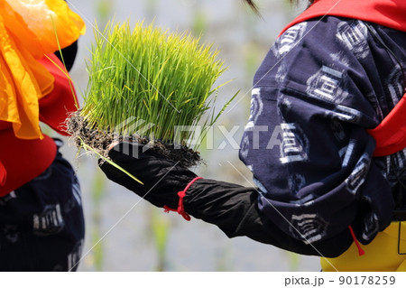 〈島根県〉比田の花田植え 90178259