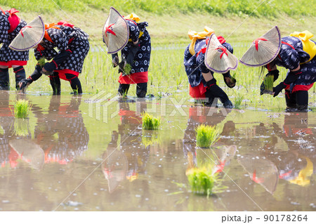 〈島根県〉比田の花田植え 90178264