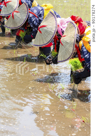 〈島根県〉比田の花田植え 90178274
