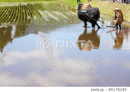 〈島根県〉比田の花田植え 代掻き 〈島根県〉比田の花田植え 代掻き 90178285