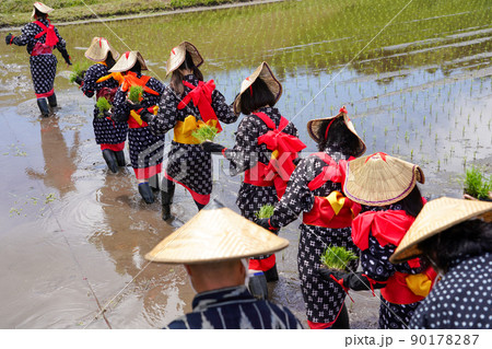 〈島根県〉比田の花田植え 90178287
