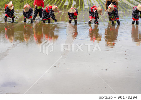 〈島根県〉比田の花田植え 90178294