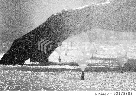 サンパウロの噴水 サンパウロの噴水 90178383