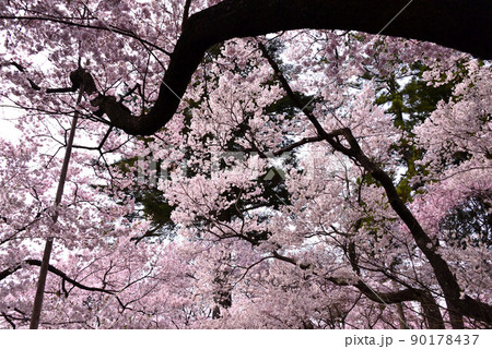 高遠城址公園の桜 高遠城址公園の桜 90178437
