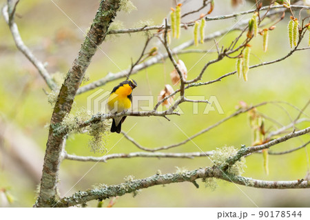 樹木の枝で鳴く夏鳥のキビタキ 樹木の枝で鳴く夏鳥のキビタキ 90178544