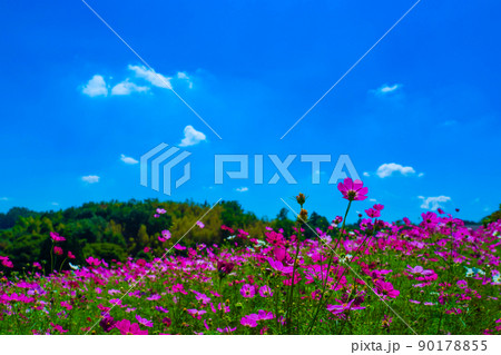 コスモスの花 コスモスの花 90178855