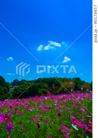 コスモスの花 コスモスの花 90178857