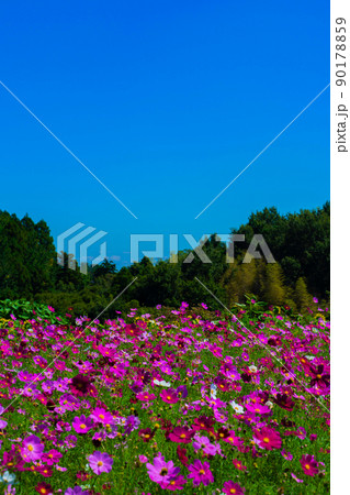 コスモスの花 コスモスの花 90178859