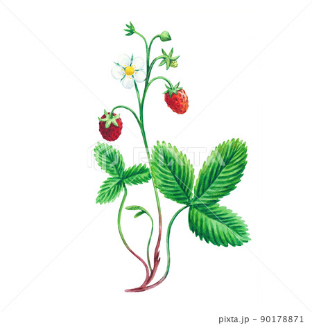 Watercolor with wild forest strawberries isolated on white background. Watercolor with wild forest strawberries isolated on white background. 90178871