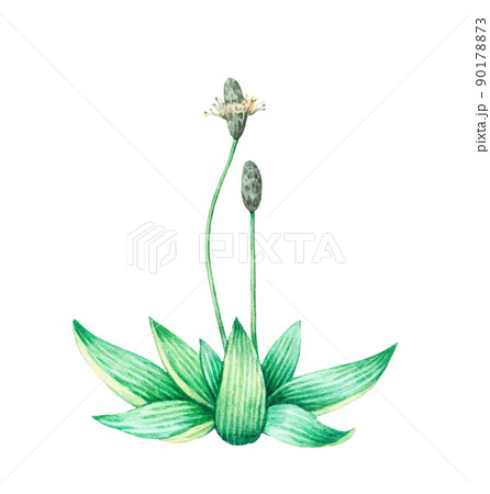 Detailed realistic watercolor botanical illustration. Plantain, plantago lanceolata, isolated on white background. 90178873