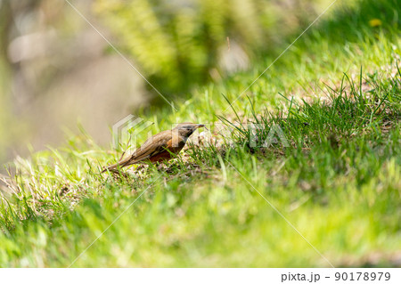 地面で採食する夏鳥のアカハラ 地面で採食する夏鳥のアカハラ 90178979