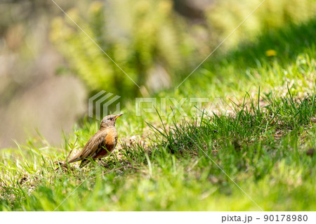 地面で採食する夏鳥のアカハラ 地面で採食する夏鳥のアカハラ 90178980