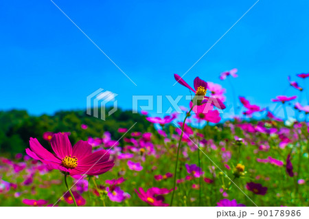 コスモスの花 コスモスの花 90178986