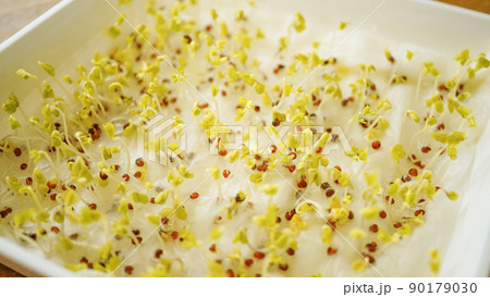 脱脂綿に撒いた種が発芽させる実験 90179030