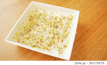 脱脂綿に撒いた種が発芽させる実験 90179039