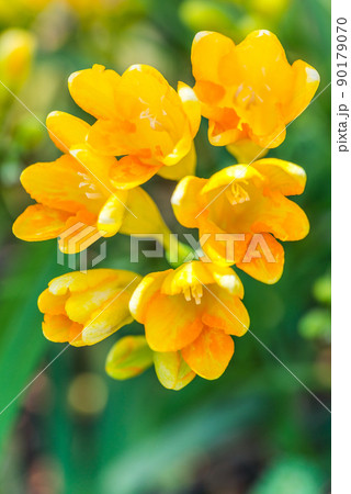 オレンジ色のフリージア 90179070