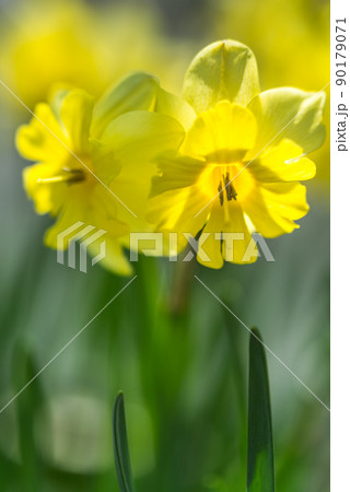 黄水仙 黄水仙 90179071